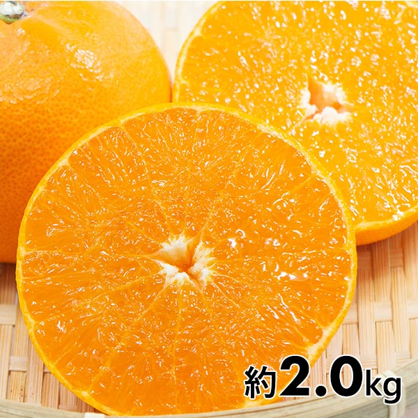 愛媛県産 柑橘 せとか 約2.0kg