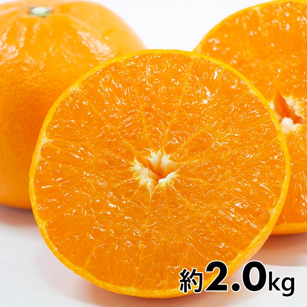 佐賀県産 柑橘 はまさき 約2.0kg